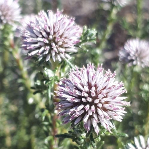 Stoebe leucocephala (Stoebe squarrosa) - 5 Seed Pack
