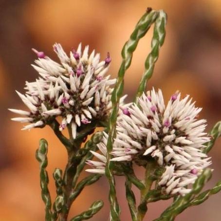 Stoebe microphylla - Hedgehog Snakebush - 5 Seed Pack - Image 2