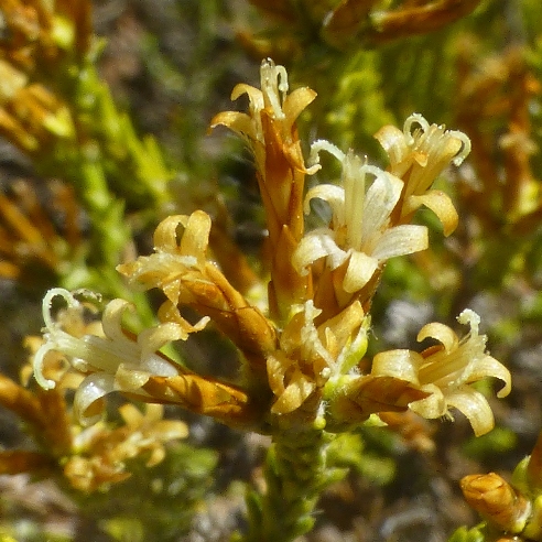 Stoebe nervigera (Seriphium nervigerum) - Spiky Snakebush; Steekblaarslangbos - 5 Seed Pack