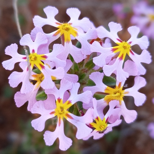 Zaluzianskya karrooica (Nycterinia africana) - 5 Seed Pack
