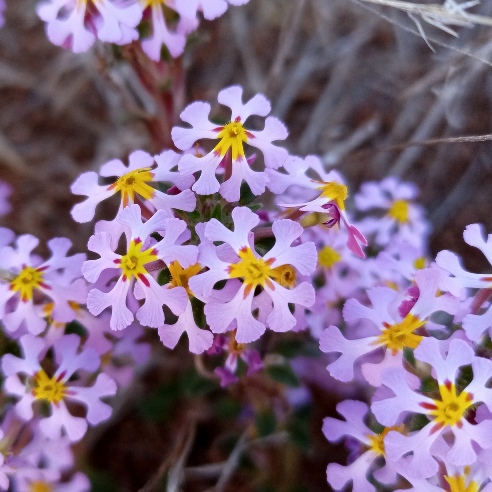 Zaluzianskya karrooica (Nycterinia africana) - 5 Seed Pack - Image 2