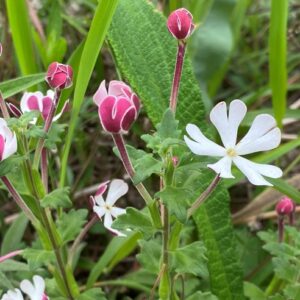 Zaluzianskya katharinae - Bushveld Drumsticks - 5 Seed Pack