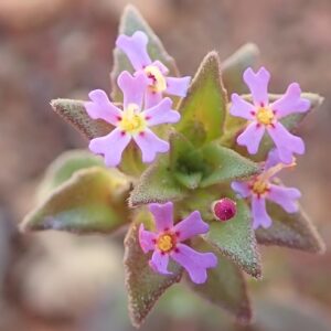 Zaluzianskya minima (Polycarena minima) - Mini Drumsticks - 5 Seed Pack