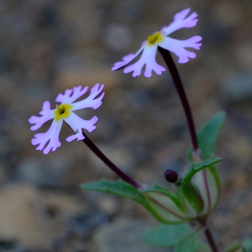 Zaluzianskya mirabilis - 5 Seed Pack - Image 2