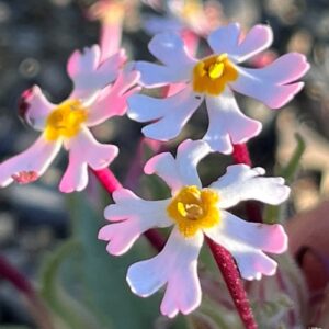 Zaluzianskya mirabilis - 5 Seed Pack