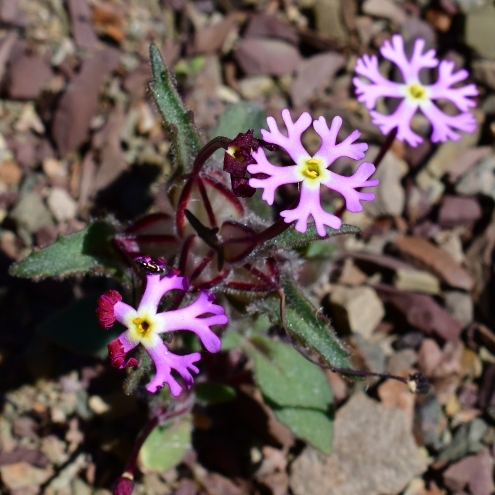 Zaluzianskya mirabilis - 5 Seed Pack - Image 3