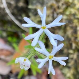 Zaluzianskya muirii - Verfblommetjie - 5 Seed Pack