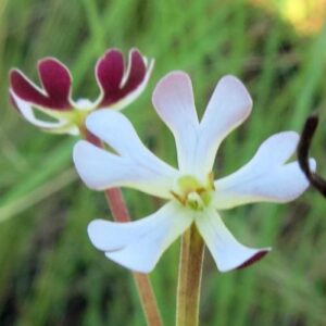 Zaluzianskya natalensis (Nycterinia natalensis) - Natal Drumsticks - 5 Seed Pack