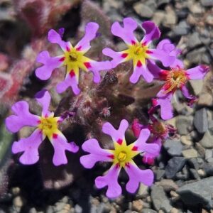 Zaluzianskya nemesioides (Reyemia nemesioides) - 5 Seed Pack