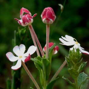 Zaluzianskya pachyrrhiza - 5 Seed Pack