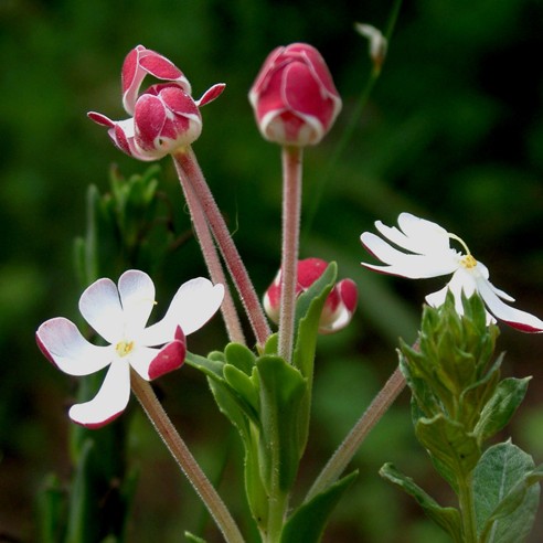 Zaluzianskya pachyrrhiza - 5 Seed Pack
