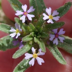 Zaluzianskya parviflora - Miniflower Drumsticks - 5 Seed Pack