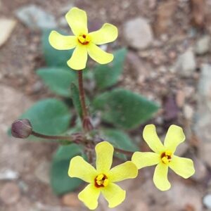 Zaluzianskya peduncularis (Nycterinia peduncularis) - Stalked Drumsticks - 5 Seed Pack