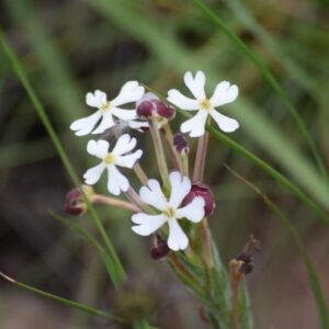 Zaluzianskya pilosa (Zaluzianskya maritima var. pubens) - 5 Seed Pack