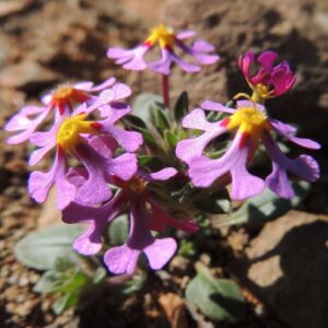 Zaluzianskya pilosissima - Native Hawk's Bird - 5 Seed Pack