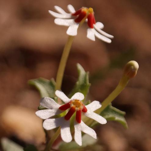 Zaluzianskya pumila (Erinus africanus) - Dwarf Drumsticks - 5 Seed Pack - Image 2