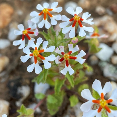 Zaluzianskya pumila (Erinus africanus) - Dwarf Drumsticks - 5 Seed Pack