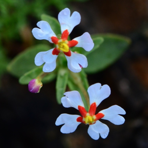 Zaluzianskya pumila (Erinus africanus) - Dwarf Drumsticks - 5 Seed Pack - Image 3