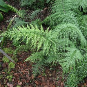 Asplenium daucifolium - Mauritius Spleenwort - 20+ Spores
