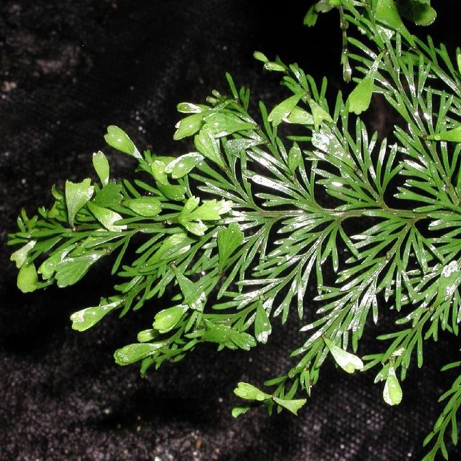 Asplenium daucifolium - Mauritius Spleenwort - 20+ Spores - Image 2