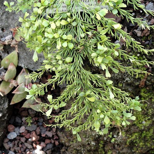Asplenium daucifolium - Mauritius Spleenwort - 20+ Spores - Image 3