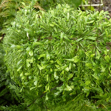 Asplenium daucifolium - Mauritius Spleenwort - 20+ Spores - Image 5