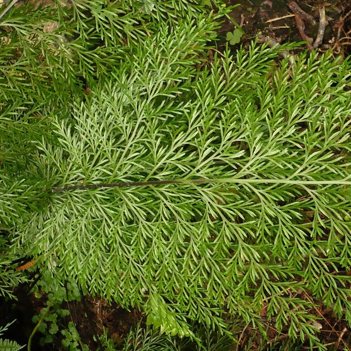 Asplenium daucifolium - Mauritius Spleenwort - 20+ Spores - Image 6