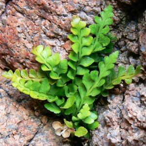 Asplenium marinum - Sea Spleenwort - 20+ Spores