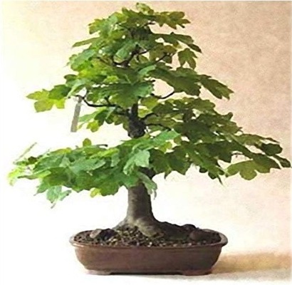 Platanus acerifolia - London Plane Bonsai & Bonsai eBook - 10 Seed Pack