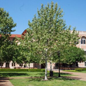 Platanus mexicana - Mexican Sycamore Tree - 10 Seed Pack