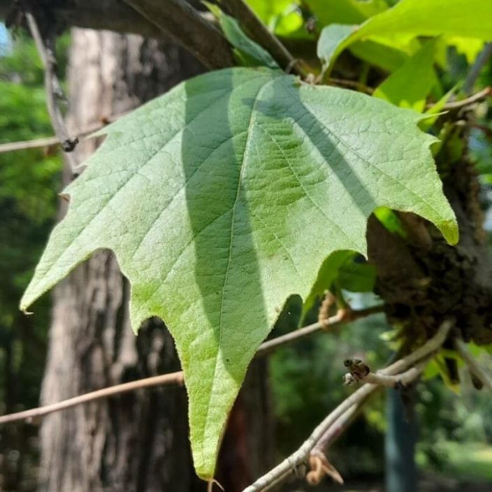 Platanus mexicana - Mexican Sycamore Tree - 10 Seed Pack - Image 2