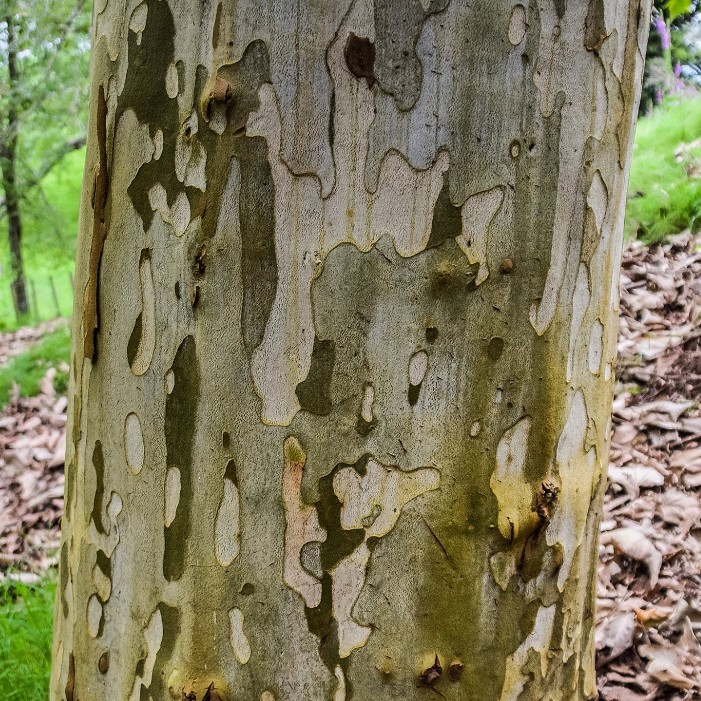 Platanus mexicana - Mexican Sycamore Tree - 10 Seed Pack - Image 3