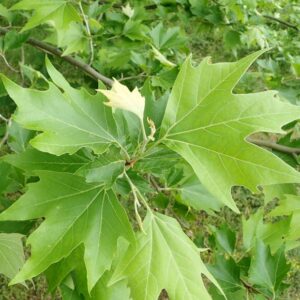 Platanus orientalis - Oriental Plane Tree - 10 Seed Pack