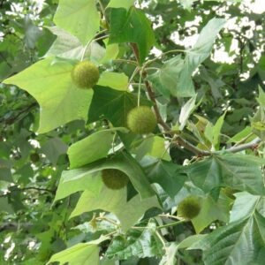 Platanus rzedowskii - Mexican Plane Tree - 10 Seed Pack