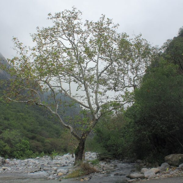 Platanus Rzedowskii - Mexican Plane Tree - 10 Seed Pack | Online Seed Store