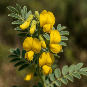 Calpurnia intrusa - Western Wild Laburnum; Westelike Geelkeurboom - 5 Seed Pack