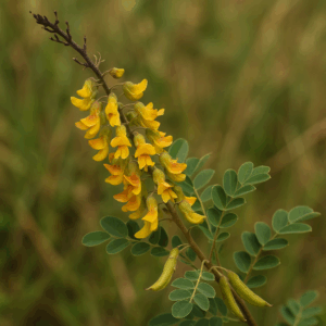 Calpurnia sericea - Mountain Wild Laburnum; Berggeelkeurboom - 5 Seed Pack