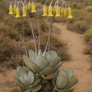 Cotyledon orbiculata var. spuria (Cotyledon purpurea) - 10 Seed Pack