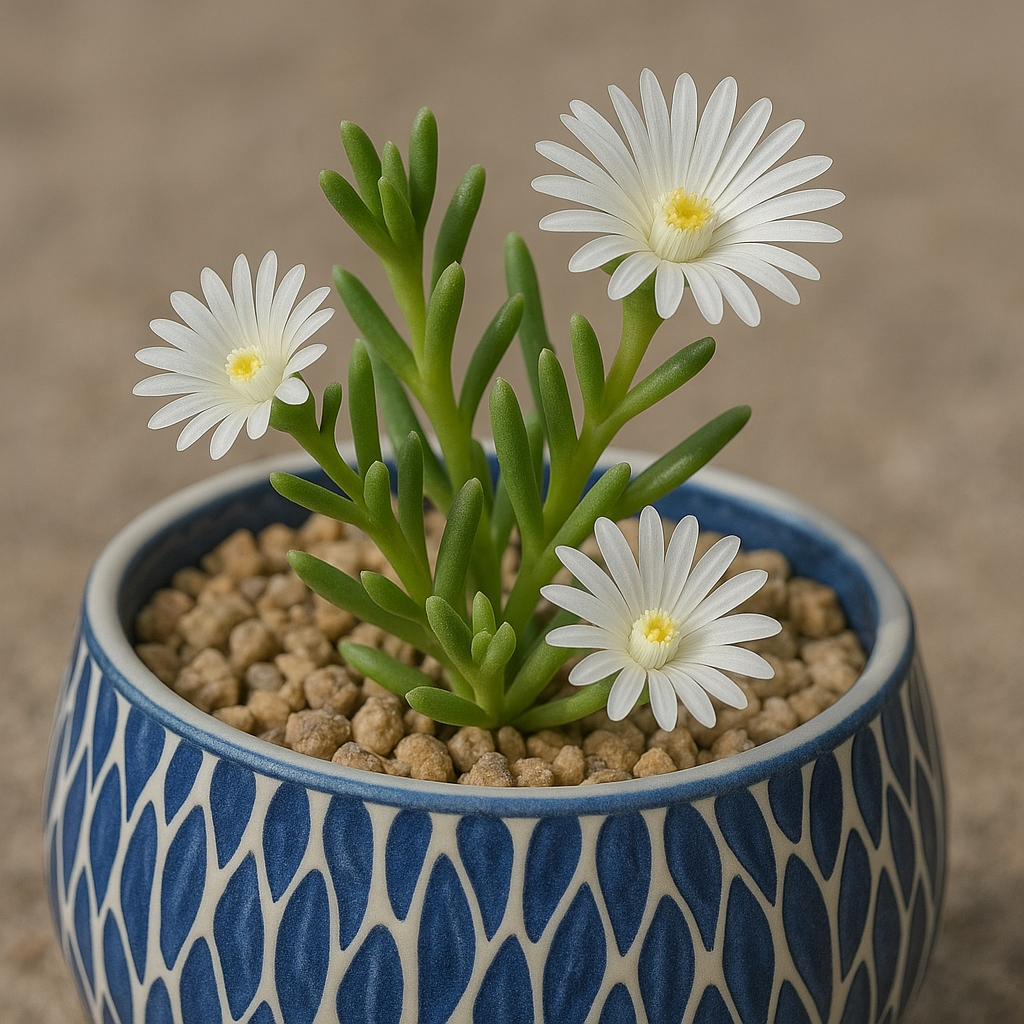 Delosperma concavum - 5 Seed Pack