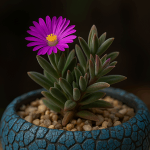 Delosperma ecklonis - 5 Seed Pack