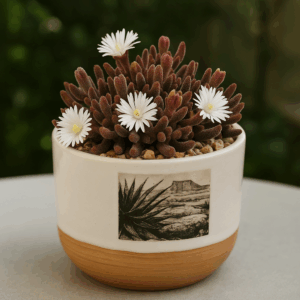 Delosperma ficksburgense - 5 Seed Pack