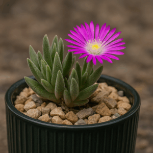 Delosperma hirtum - Berg Sheepfig - 5 Seed Pack