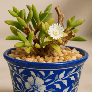 Delosperma invalidum (Delosperma incomptum var. ecklonis) - 5 Seed Pack