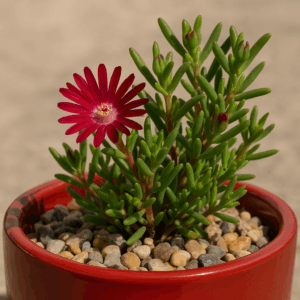Delosperma ornatulum - Skaapvygie; Hone Sheepfig - 5 Seed Pack