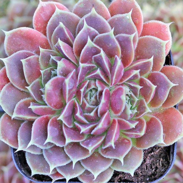 Sempervivum heuffelii (Jovibarba heuffelii) - Heuffel’s Houseleek - 5 Seed Pack