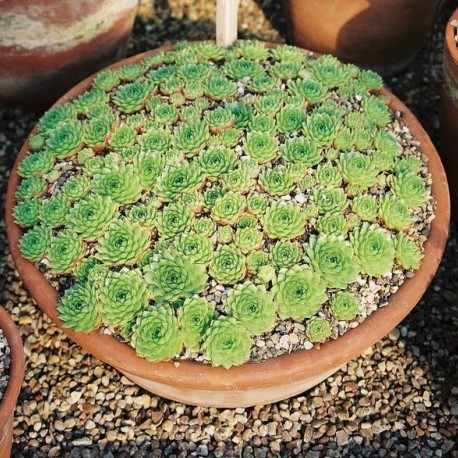 Sempervivum iranicum (Sempervivum tectorum var. iranicum) - Persian Houseleek - 5 Seed Pack