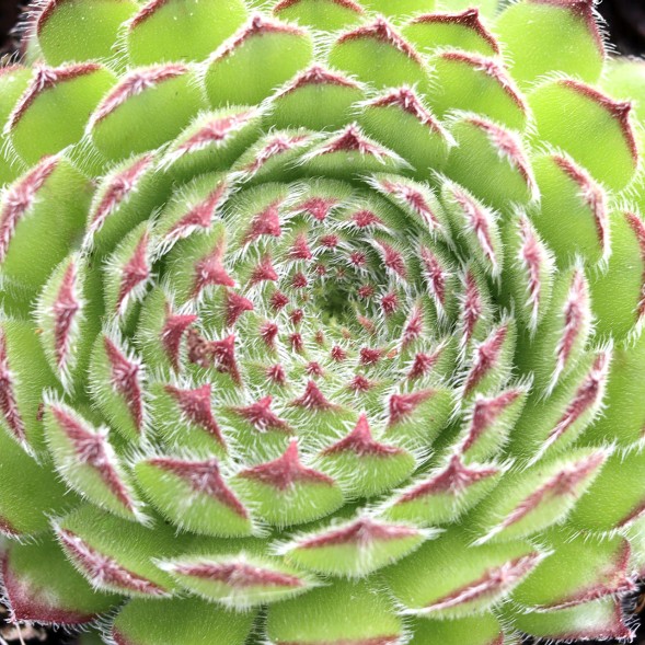 Sempervivum kosaninii - Kosanin’s Houseleek - 5 Seed Pack