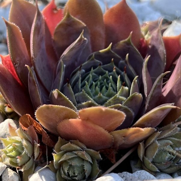Sempervivum marmoreum - Marbled Houseleek - 5 Seed Pack