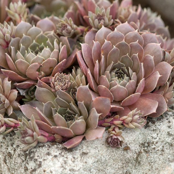 Sempervivum marmoreum - Marbled Houseleek - 5 Seed Pack - Image 2