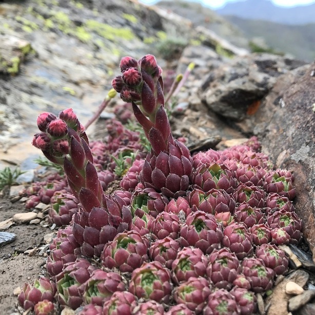 Sempervivum minutum - Miniature Houseleek - 5 Seed Pack
